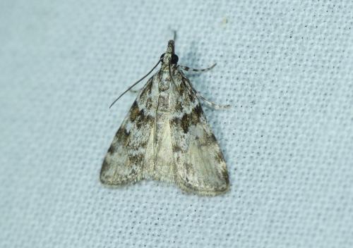 Réf. 258 904 : Scoparia pyralella